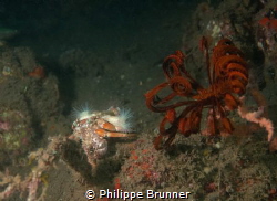 Bernard and the crinoid walking by Philippe Brunner 